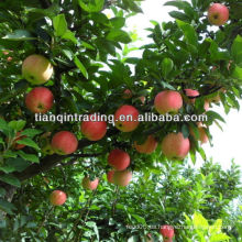 Yantai fuji apple